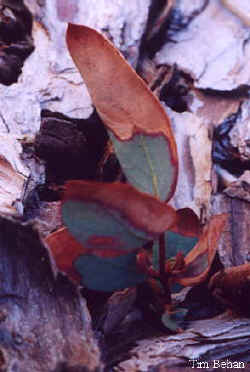 eucalyptus_debeuzevillei-4.jpg (17828 bytes)