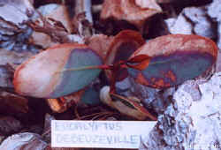 eucalyptus_debeuzevillei_2001_April4.jpg (17470 bytes)