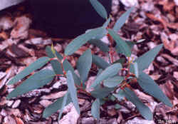 eucalyptus_debeuzevillei_2001_Oct1.jpg (49671 bytes)