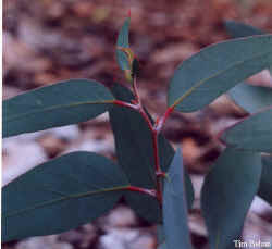 eucalyptus_debeuzevillei_2001_Oct.jpg (23778 bytes)