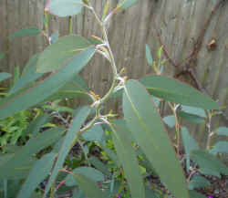 eucalyptus debeuzevillei 2002 oct22.JPG (48032 bytes)