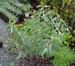 eucalyptus debeuzevillei 2002 sept27 r.jpg (67112 bytes)