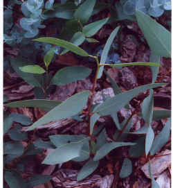 eucalyptus_debeuzevillei.JPG (47336 bytes)