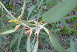 eucalyptus debeuzevillei stem 2002 oct22.jpg (52279 bytes)