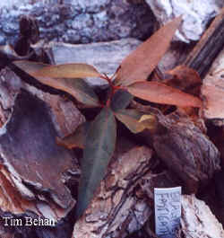 eucalyptus_fastigata_2000_dec2.jpg (25450 bytes)