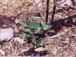eucalyptus_gregsoniana2.JPG (71302 bytes)