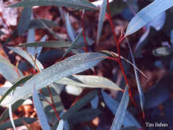eucalyptus_gregsoniana4.jpg (41870 bytes)