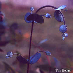 eucalyptus_gunnii_blueic_2000_nov23.jpg (12122 bytes)