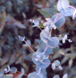 eucalyptus_gunnii_blueice_2000_dec2.jpg (27006 bytes)