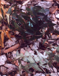 eucalyptus_macarthurii_2000_dec16.jpg (46757 bytes)