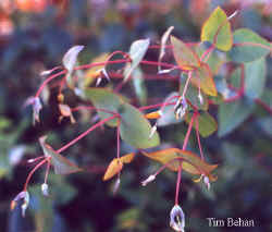 eucalyptus_macarthurii_2000_nov23.jpg (32346 bytes)