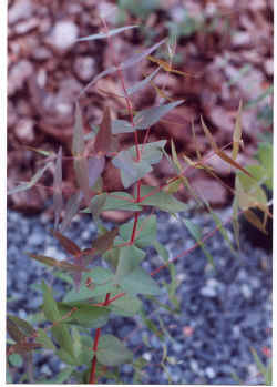 eucalyptus_macarthurii_2000_sept20.JPG (51700 bytes)