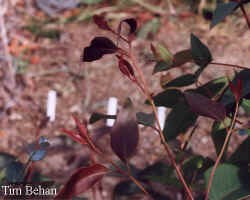 eucalyptus_microcorys_2000_nov20.jpg (23013 bytes)