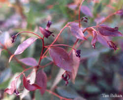 eucalyptus_microcorys_2000_nov22.jpg (36444 bytes)