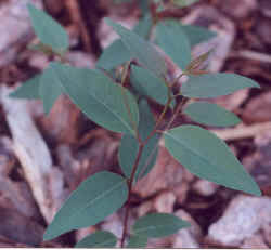 eucalyptus_microcorys_2000_sept20.JPG (25818 bytes)