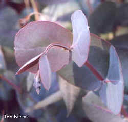 eucalyptus_neglecta-2.jpg (11292 bytes)