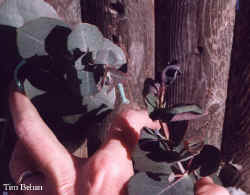 eucalyptus_neglecta-3.jpg (28878 bytes)