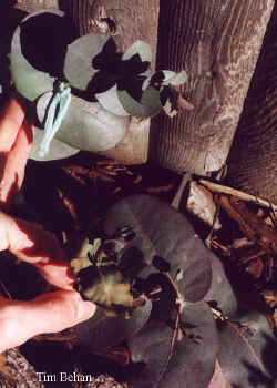 eucalyptus_neglecta-4.jpg (50359 bytes)