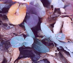 eucalyptus_neglecta-5.jpg (22952 bytes)