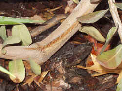 eucalyptus_neglecta_ruptureredtrunk_2002_jan4r.jpg (73130 bytes)