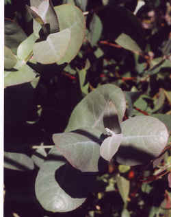 eucalyptus_neglecta.JPG (30751 bytes)