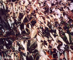 eucalyptus_punctata_2000_dec2.jpg (70134 bytes)