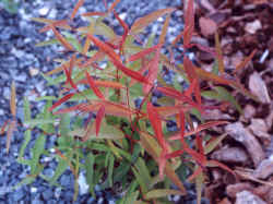 eucalyptus_punctata_2000_sept20.JPG (59194 bytes)