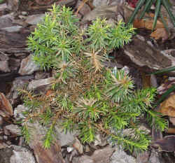 euryops_tysonii_2002_dec15r.jpg (72609 bytes)