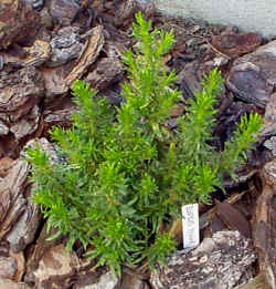 euryops_tysonii_2002_sept7.jpg (73902 bytes)