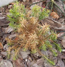 euryops_tysonii_2003_jan11r.jpg (73980 bytes)