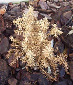 euyrops_tysonii_2003_mar8r.jpg (75505 bytes)