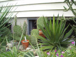garden agave cactus 2002 sept28 low 1080.jpg (76568 bytes)