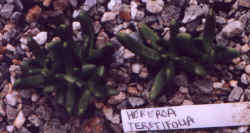 hereroa_teretifolia.JPG (33345 bytes)