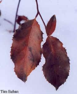 itea_yunnanensis-4.jpg (16006 bytes)