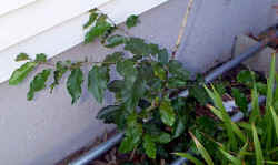 itea_yunnanensis_2002_sept7.jpg (51914 bytes)