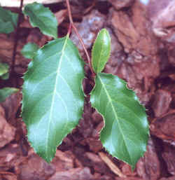 itea_yunnanensis.JPG (32693 bytes)