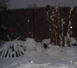 musa_basjoo_trunks_snow_2002_nov27r.jpg (64427 bytes)