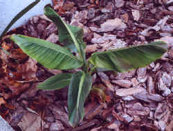 musa_sikkimensis-2.JPG (47396 bytes)