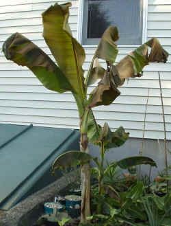 musa sikkimensis 2002 oct22.JPG (74442 bytes)