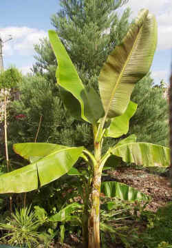 musa sikkimensis 2002 sept28 r.jpg (67002 bytes)