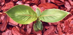 musa_sikkimensis.jpg (38823 bytes)