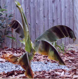 musa_sp.yunnan-2.JPG (45988 bytes)