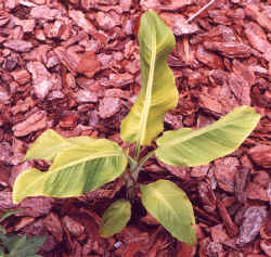 musa_sp.yunnan.JPG (54196 bytes)