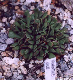 nananthus_nice_2001_oct1.jpg (23646 bytes)