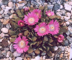 nananthus_nice_2002_apr12.jpg (27875 bytes)