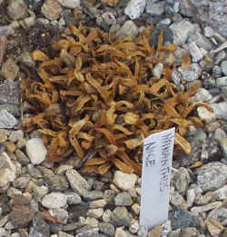 nananthus_nice_2003_mar22r.jpg (74499 bytes)