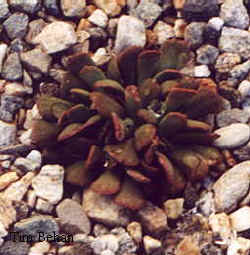 nananthus_nice_2.jpg (13739 bytes)