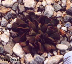 nananthus_nice_3.jpg (11470 bytes)