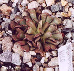 nananthus_nice_4.jpg (15354 bytes)