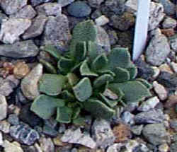 nananthus_nice_no2_2002_sept7.jpg (13552 bytes)